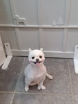 퍼피멍멍