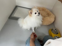 쉬다가개 애견호텔유치원