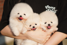 강아지분양 타임도그 애견샵 목동점