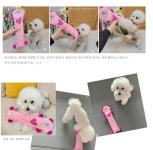 댕냥이라이프 강아지와고양이 애견용품펫마트 대전본점