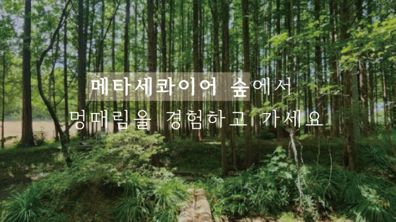 메타포레스트