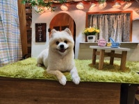 댕댕이살롱
