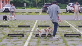 도담 애견유치원