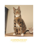 커뮤니캣 고양이 호텔&미용실