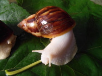 복동이네달팽이농장