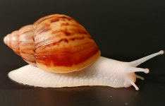 복동이네달팽이농장