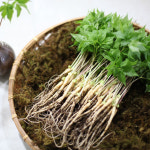 순수새싹삼 농장