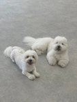 허밍독강아지유치원