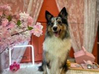 뷰티나개예쁜냥