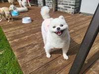 콩자반애견유치원