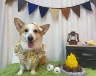 뷰티나개예쁜냥