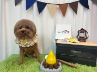 뷰티나개예쁜냥