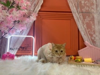 뷰티나개예쁜냥