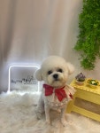 뷰티나개예쁜냥