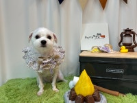 뷰티나개예쁜냥