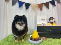 뷰티나개예쁜냥