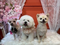 뷰티나개예쁜냥