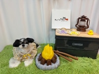 뷰티나개예쁜냥