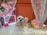 뷰티나개예쁜냥