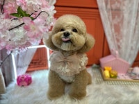 뷰티나개예쁜냥