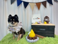 뷰티나개예쁜냥