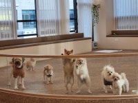 베버리독스 애견호텔유치원