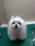 튼튼애견미용