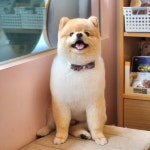 반듯하개