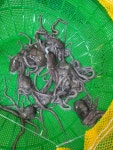 선화네낙지