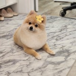 반듯하개