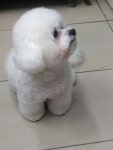튼튼애견미용
