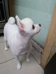 튼튼애견미용