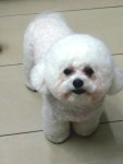 튼튼애견미용