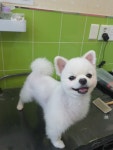 튼튼애견미용