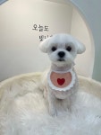 메리몽 펫 그루밍