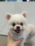메리몽 펫 그루밍