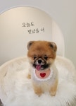 메리몽 펫 그루밍