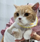 고양이미용실