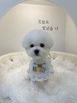메리몽 펫 그루밍