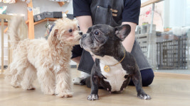 페스츄리펫살롱 화이트역삼점