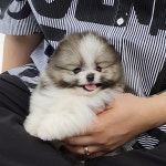 천안강아지분양 우리집퍼피 천안아산본점
