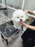 천호화이트애견미용학원