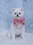 몽story애견미용실