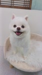 핫앤독