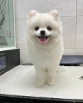 꾸미독동탄애견미용