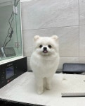 꾸미독동탄애견미용