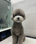 꾸미독동탄애견미용
