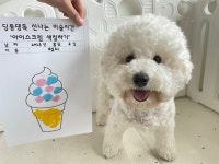 딩동댕독 애견유치원호텔
