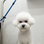 파파펫살롱