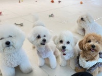 딩동댕독 애견유치원호텔